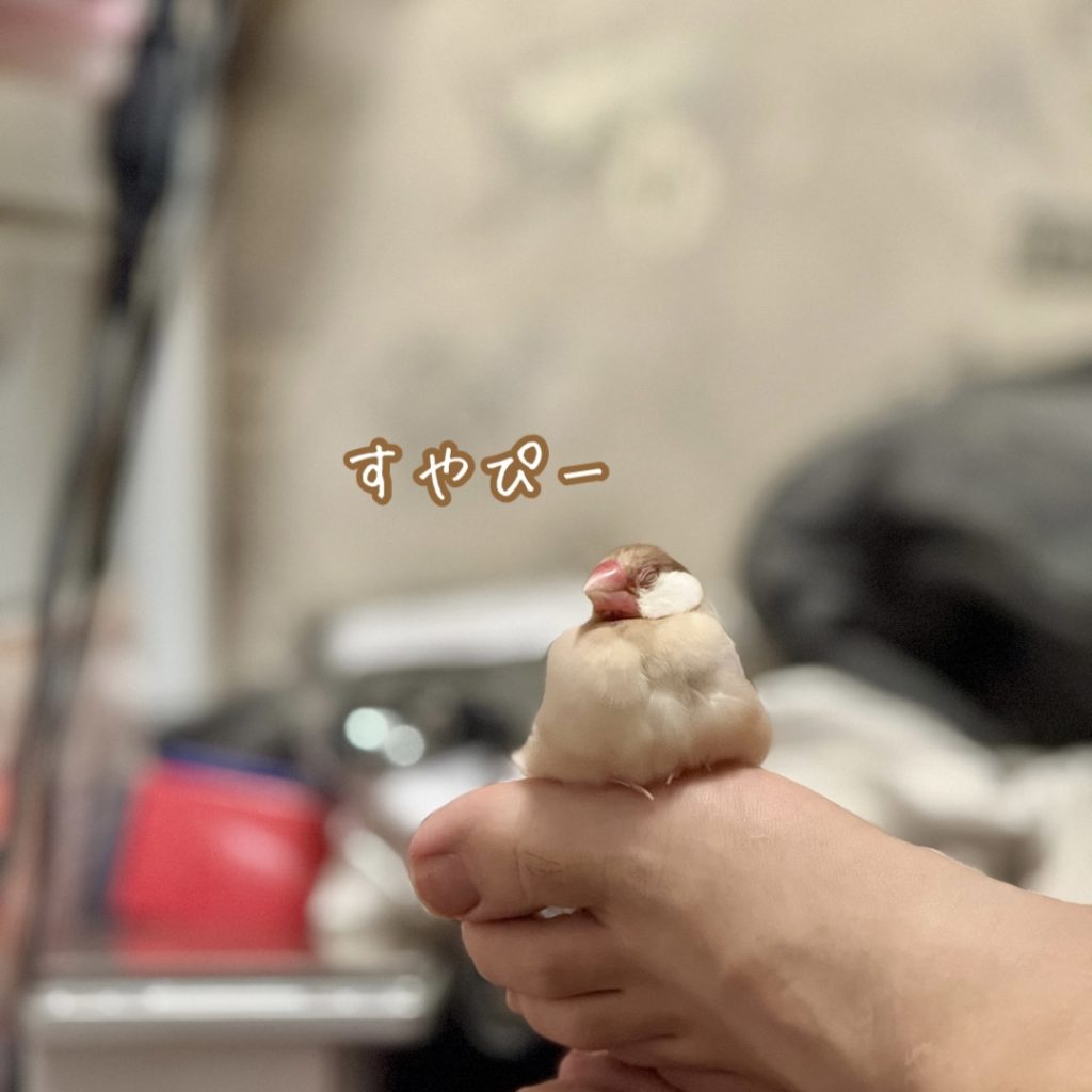 プティセレモの文鳥ピピ