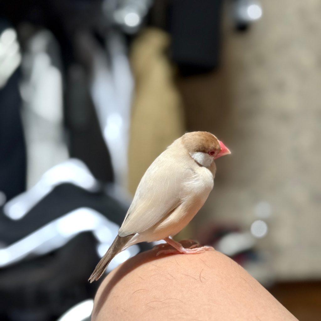 世田谷区の文鳥