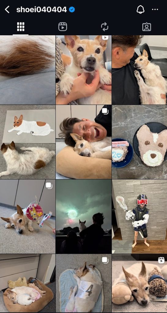 愛犬ジャックラッセルテリアの火葬