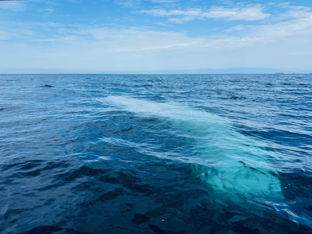 ペットの海洋散骨