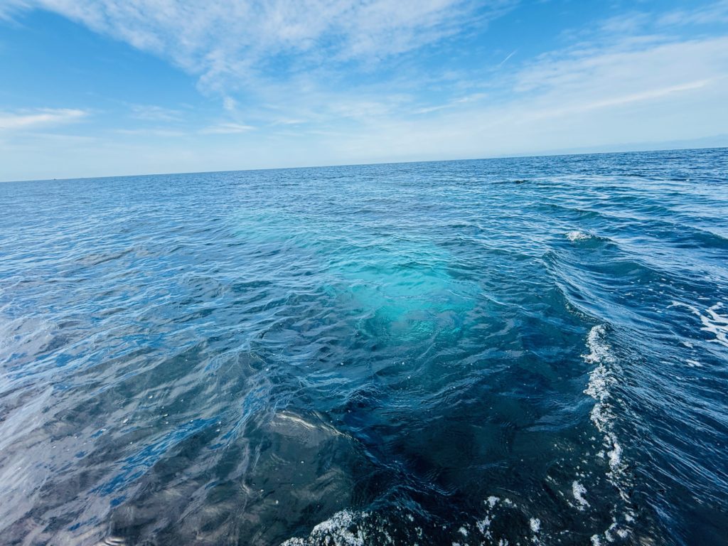 ペットの散骨はプティセレモにお任せください