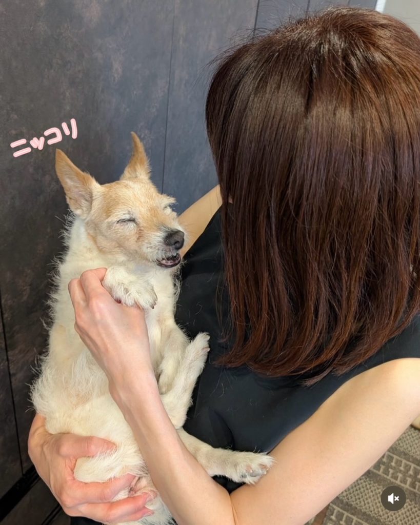 高齢犬　シニア犬の火葬　プティセレモ