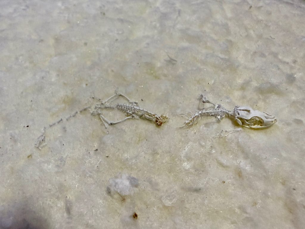 ヤモリ　火葬後の骨
