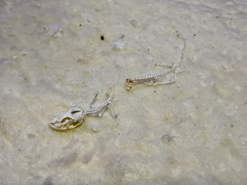 ゲッコー　火葬　プティセレモ