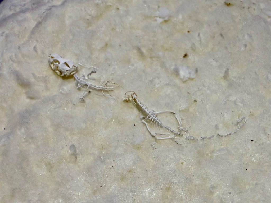 訪問ペット火葬　プティセレモ