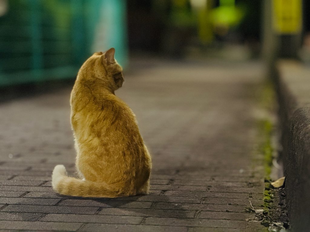 地域猫　野良猫　訪問ペット火葬プティセレモ