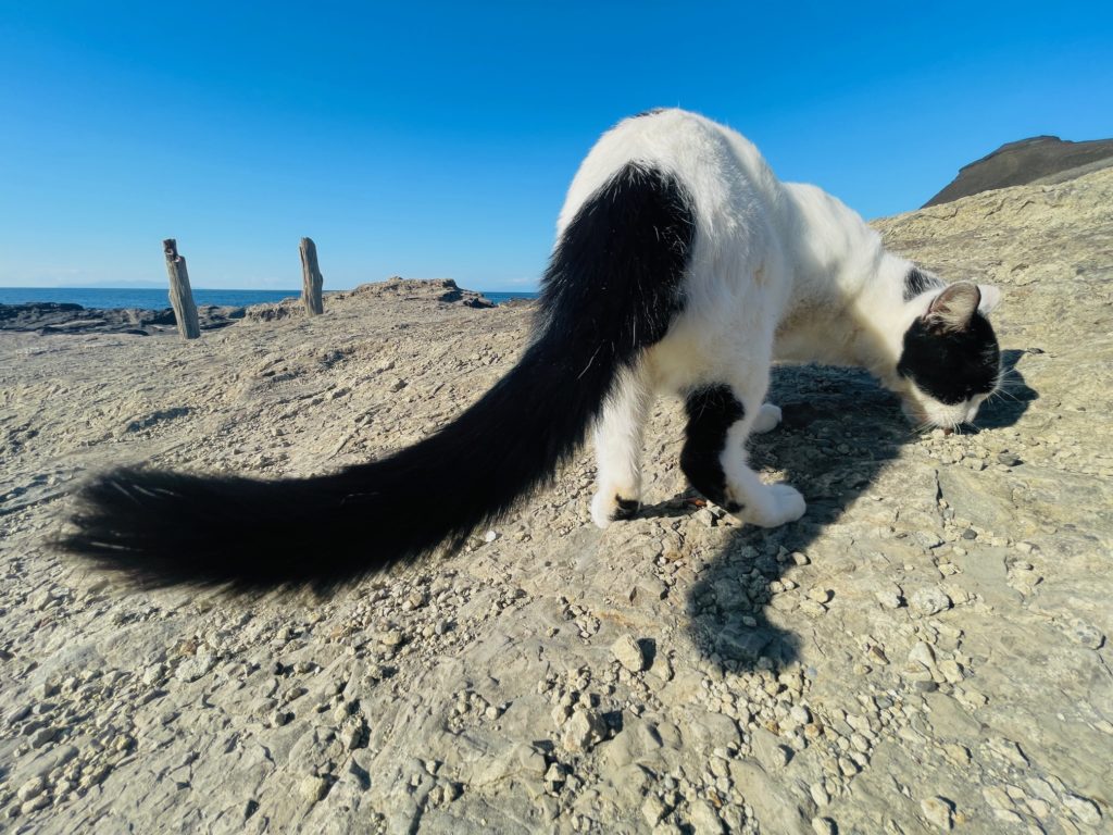 地域猫野良猫の火葬はプティセレモ
