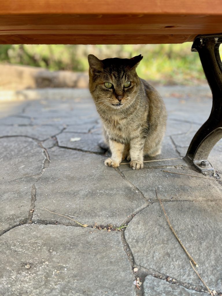 さくらねこ　火葬