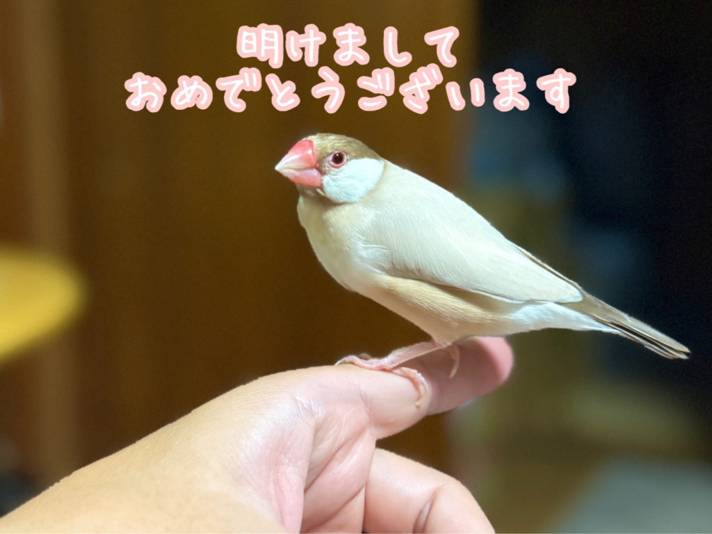 プティセレモ　文鳥