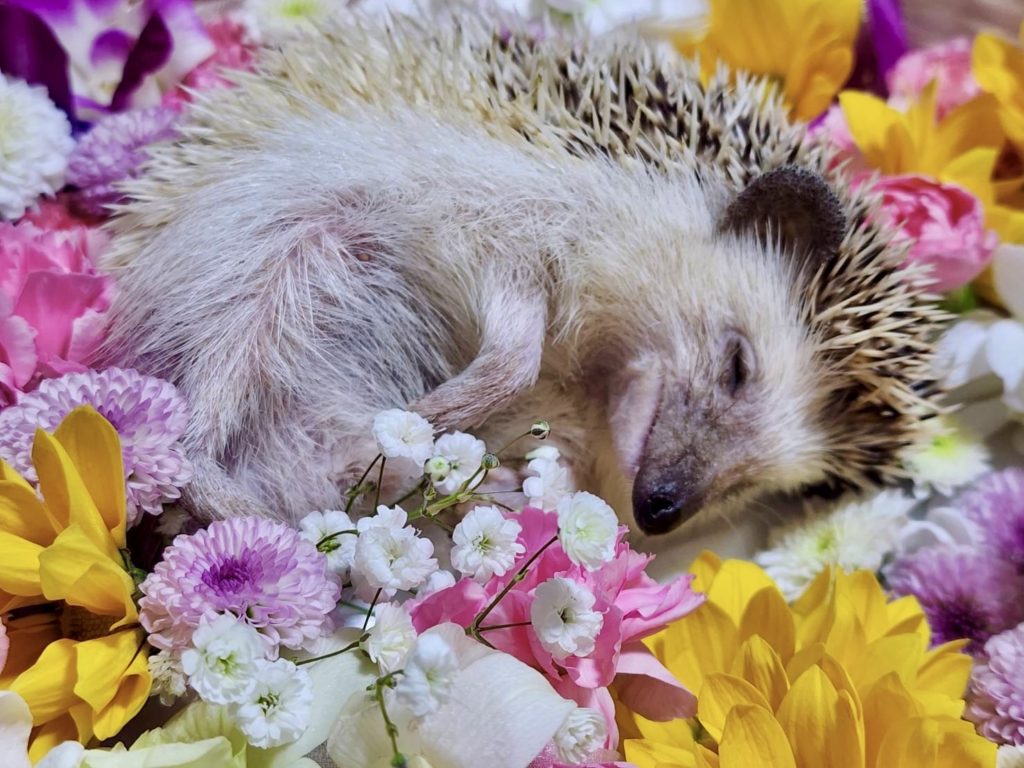 ハリネズミ　火葬